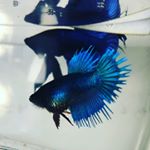 Profile Picture of Joshua Rambo (@bettasnbeyond) on Instagram