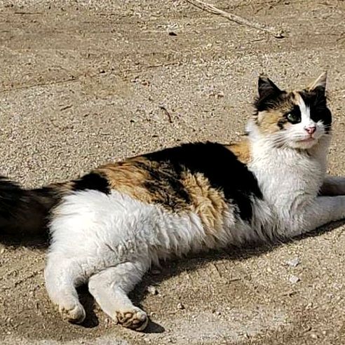 Profile Picture of 🇵🇸𝑨𝒔𝒉𝒓𝒂𝒇 2 (@ashrafashal2) on Tiktok