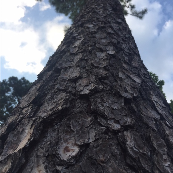 Profile Picture of Yaya Danson (@yaya135345) on Poshmark