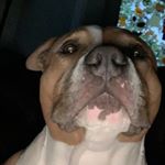 Tank Cleator - Instagram Profile Picture of Tank Cleator (@tankdripshard) on Instagram