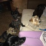 Profile Picture of Arthur,Nancy,Ozzie and Ivy 😍😍 (@a.wn.wo.wi.w) on Instagram