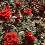 Profile Picture of isabelle.levesque (@isabelle.levesque) on Instagram