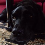 🐶 Buddy Burns - Instagram Profile Picture of 🐶 Buddy Burns (@buddy_burns10) on Instagram