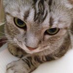 Profile Picture of Bora Yang (@itsborable) on Instagram