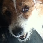 Profile Picture of Heidi Birrell (@heidiyounowhatitis) on Instagram