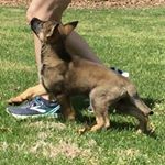 Profile Picture of Rodina Straze German Shepherds (@rodinastrazegsd) on Instagram