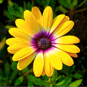 Profile Picture of Daisy Flower (@daisyflower4914) on Youtube