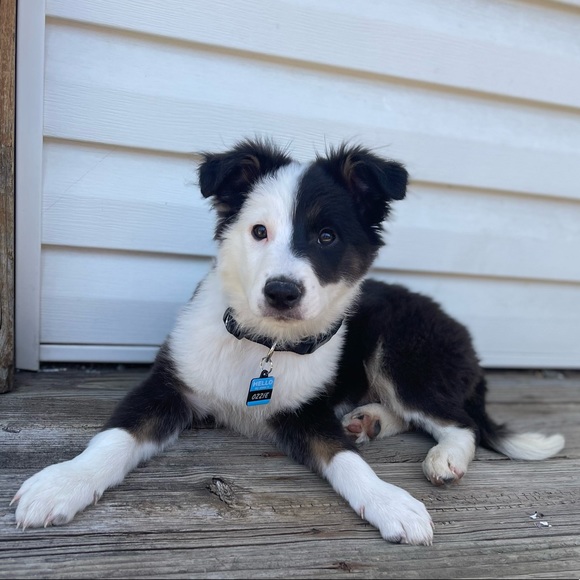 Profile Picture of Saw Davichi (@sawdavichi) on Poshmark