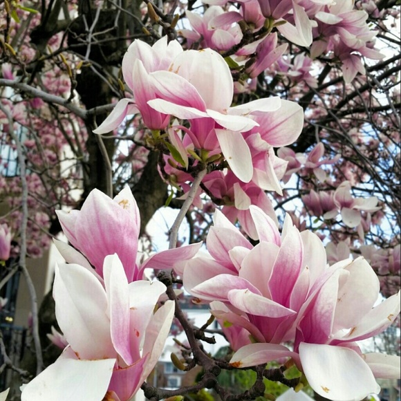 Profile Picture of Shala Sadiq (@poshshal) on Poshmark