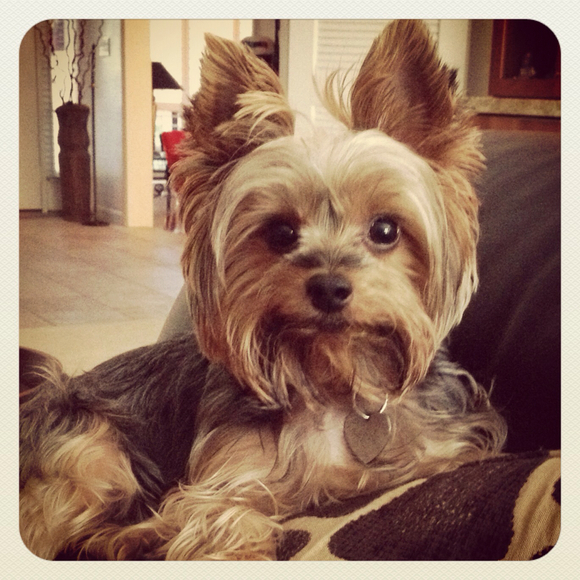 Profile Picture of Amanda Ojeda (@amandao813) on Poshmark