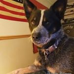 Profile Picture of Thor Mitteness (@thormitteness) on Instagram