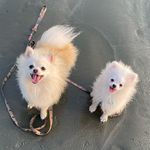 Profile Picture of Lilly & Marshall (@lilly.marshall.miata) on Instagram