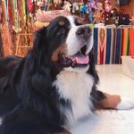Profile Picture of Ralph-bernesemountaindog (@ralph_thebernese) on Instagram