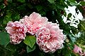 Profile Photo of Rosa 'Albertine'on Wikipedia