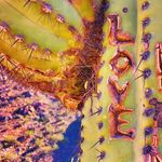 Profile Picture of jAmes bOnes tOmaselli (@foundationspace) on Instagram