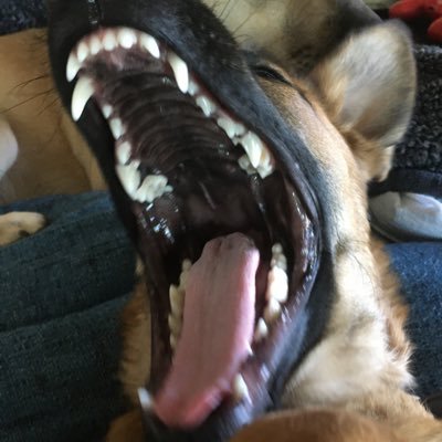 Profile Picture of Jacob Pitcher (@JacobPitcher8) on Twitter