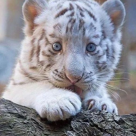 Profile Picture of Anh kha Nguyen (@khanguyen168) on Poshmark