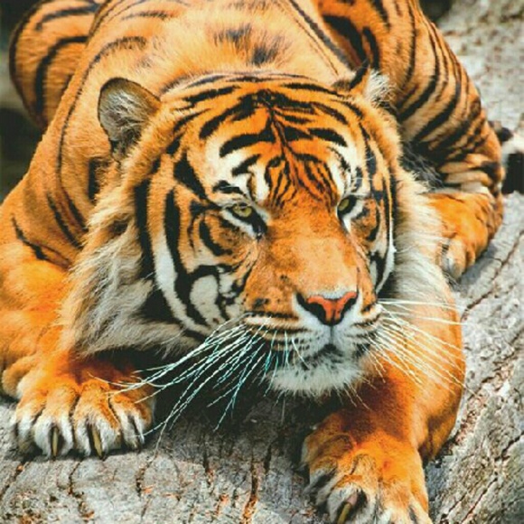 Profile Picture of Marlon Finger (@loyal_man) on Poshmark