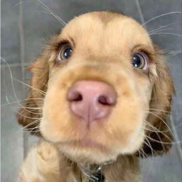 Profile Picture of Lainey Weidow (@laineyweidow) on Poshmark