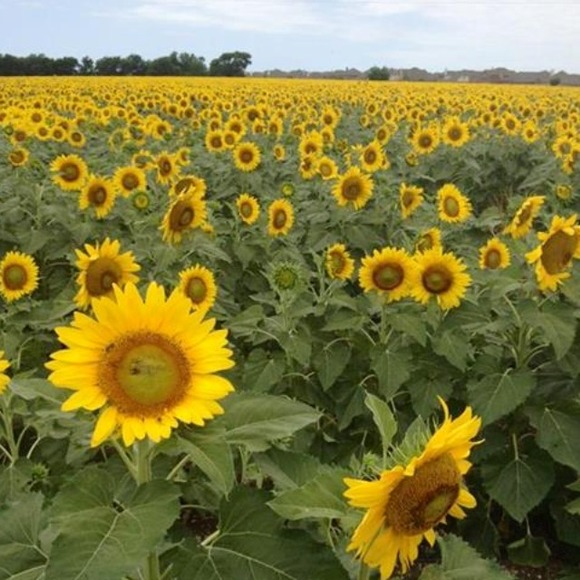 Profile Picture of Jordan Kotlarczyk (@jordan93097) on Poshmark