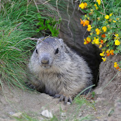 Profile Picture of Wendy Shashoua (@wendyshashoua3141) on Youtube