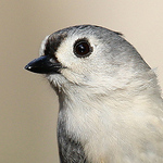 Profile Picture of Dawn Lane (@laney bird) on Flickr