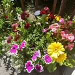 Profile Picture of Joy Oakes (@tirilila) on Instagram