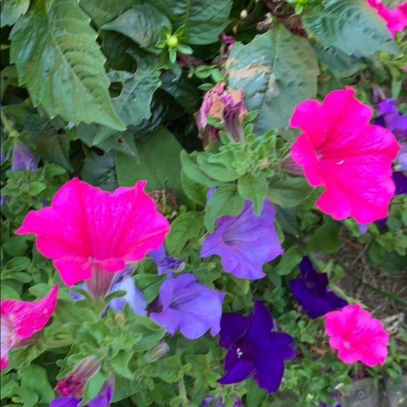 Profile Picture of Kim Maves (@kmaves4686) on Poshmark