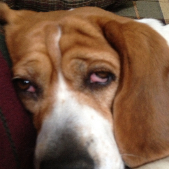 Profile Picture of Sharon Brozowski (@sb_luckycharm) on Poshmark