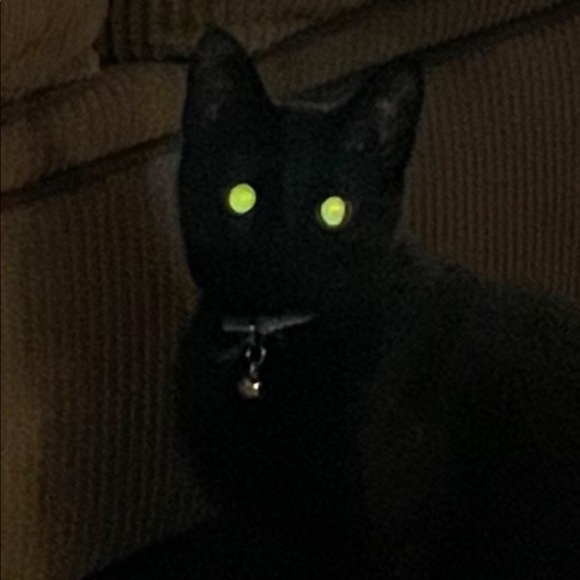 Profile Picture of Harley Bladow (@torrancewisniew) on Poshmark