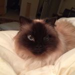 Profile Picture of Ariel Gibson (@myprincessariel) on Instagram