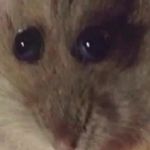 Profile Picture of Benjamin Bormann (@benn1_xd) on Instagram