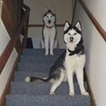 Profile Picture of Martin Adamson (@martin.adamson01) on Instagram
