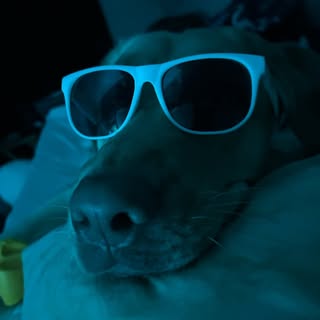 Profile Picture of Lil B (@brandon.fitchett) on Instagram