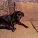 Profile Picture of Sallie Lemmons (@sallie52) on Pinterest