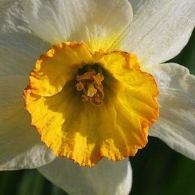 Profile Picture of Branchville Kirby (@branchvillekirby) on Pinterest