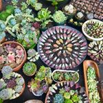Profile Picture of Kimmie Frazee-Gobel (@succulentheaven21) on Instagram