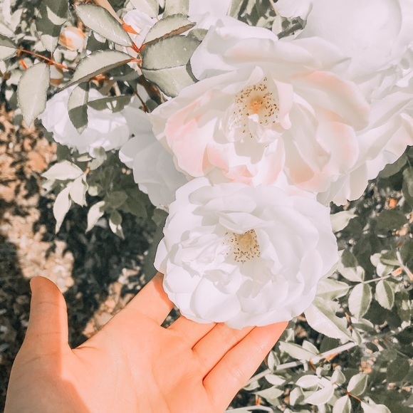 Profile Picture of Tayara Tsuei (@ttayt1) on Poshmark