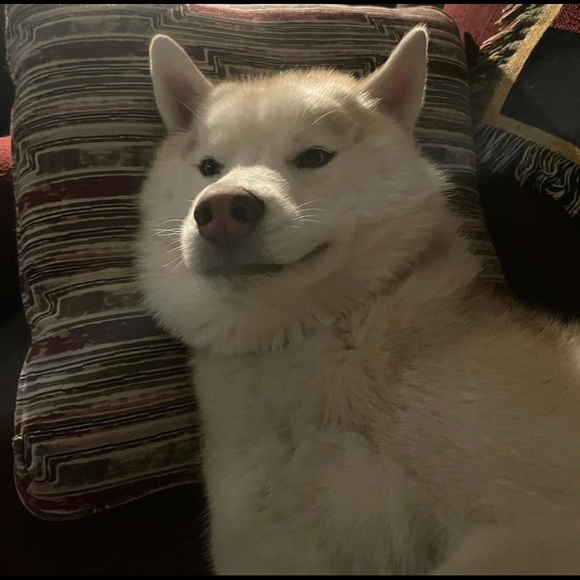 Profile Picture of Annemarie Nardolillo (@aemeno8733) on Poshmark