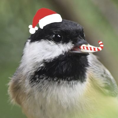 Profile Picture of Chris Lizama (@chrismlizama) on Twitter