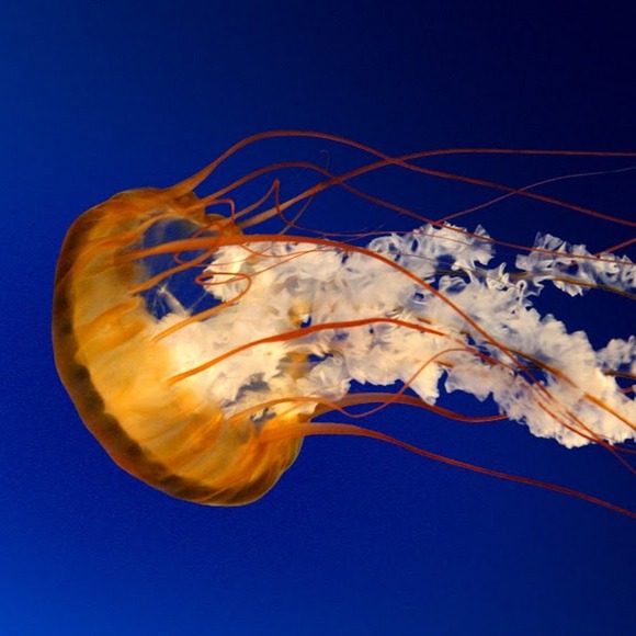 Profile Picture of Ashwini Kamath (@leogal83) on Poshmark