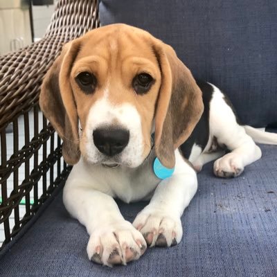 Profile Picture of Cindy McCartney (@crpugs) on Twitter