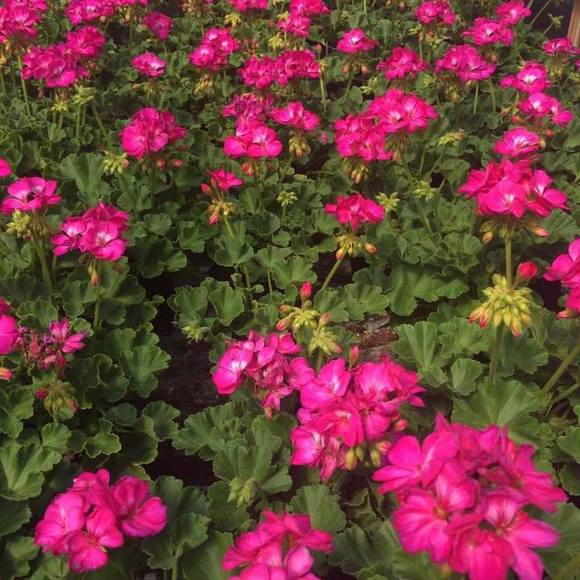 Profile Picture of Marian Holzschuh (@imaginem) on Poshmark