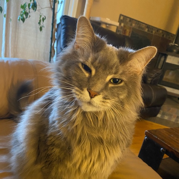 Profile Picture of Lori Fierst (@momfierst) on Poshmark