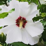 Profile Picture of Giovanna Manenti (@madama_reale58) on Instagram