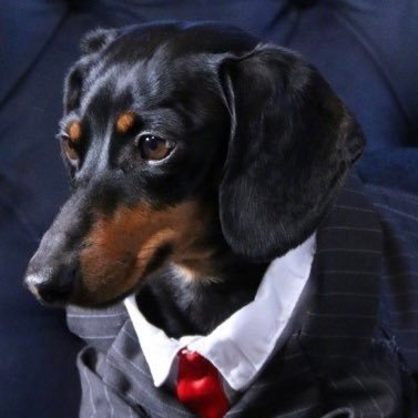 Profile Picture of Richard Wiener  🐶on Twitter