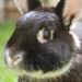 Profile Picture of Tracy Martin (@rabbitron) on Pinterest