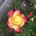 Profile Picture of Roberta Simonen (@roberta.simonen.18) on Facebook
