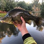 Profile Picture of Sam Thomson (@samthomsonnfishing) on Instagram