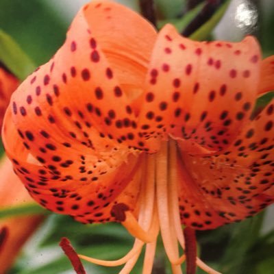 Profile Picture of Ginger Swanson (@gingerkswan) on Twitter